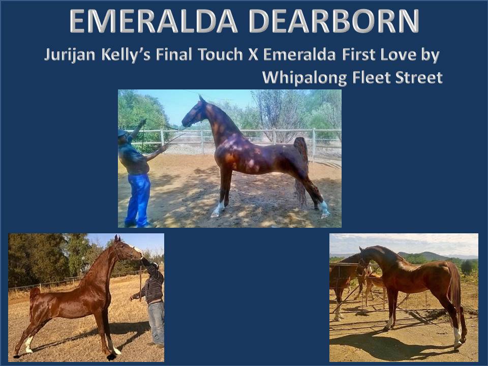 history-of-emeralda-saddlebreds-21