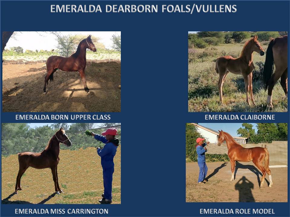 emeralda-saddlebreds-website-dearborn-foals-1