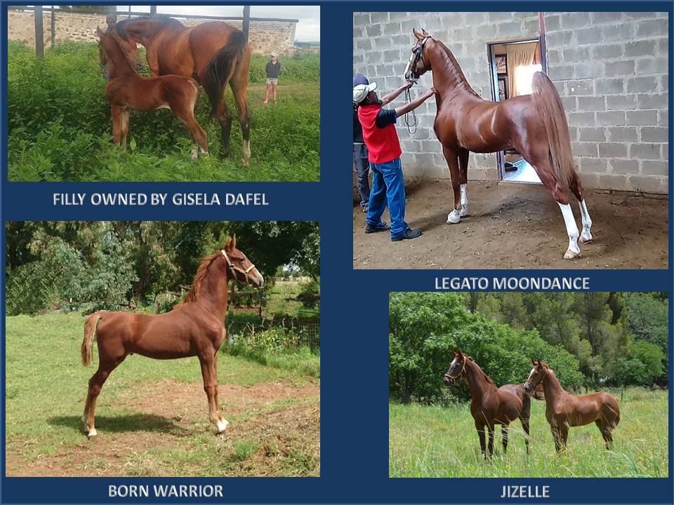 emeralda-saddlebreds-website-dearborn-foals-3